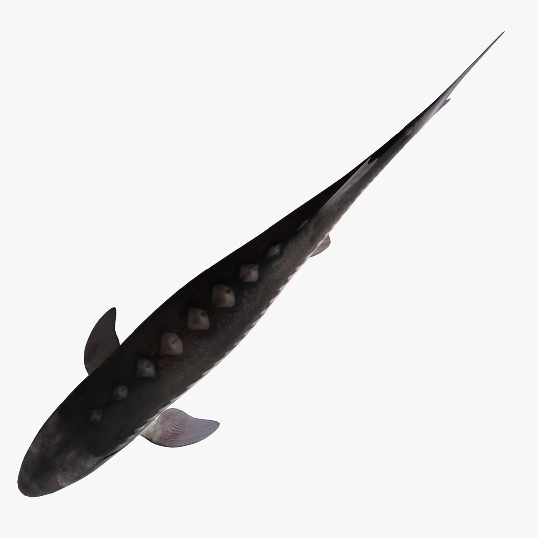 ron sturgeon