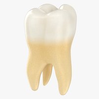 Upper First Molar