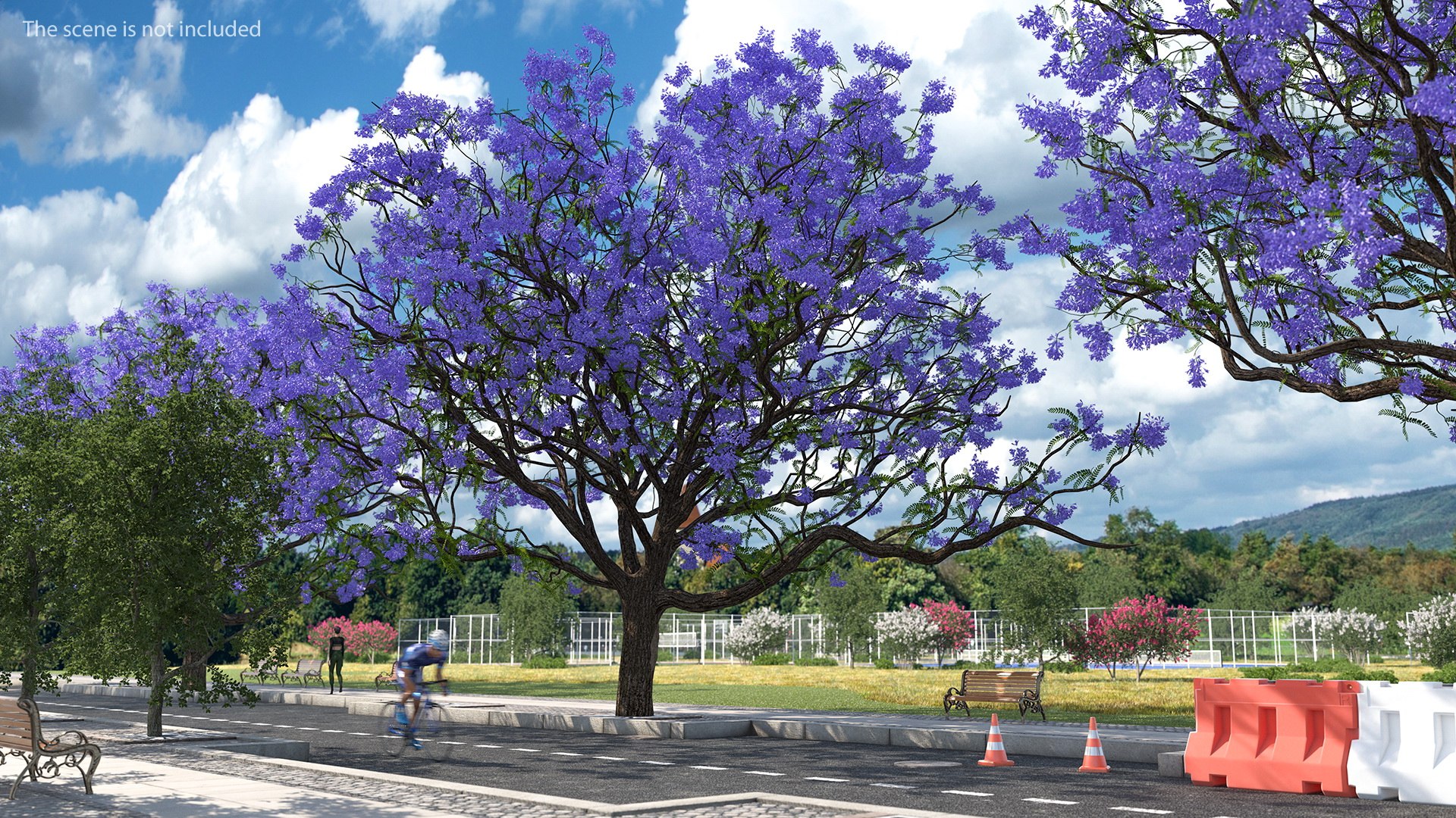 Blooming Jacaranda Tree 3D model preview