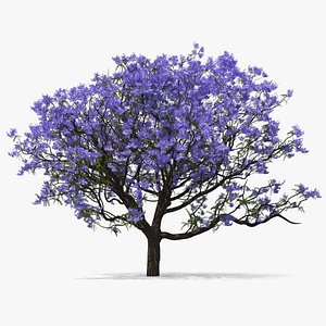 3D blooming jacaranda tree model
