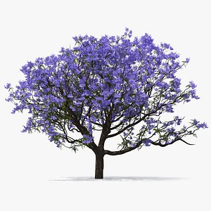 Blooming Jacaranda Tree