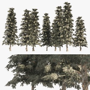 3D Blue Spruce Pine Trees