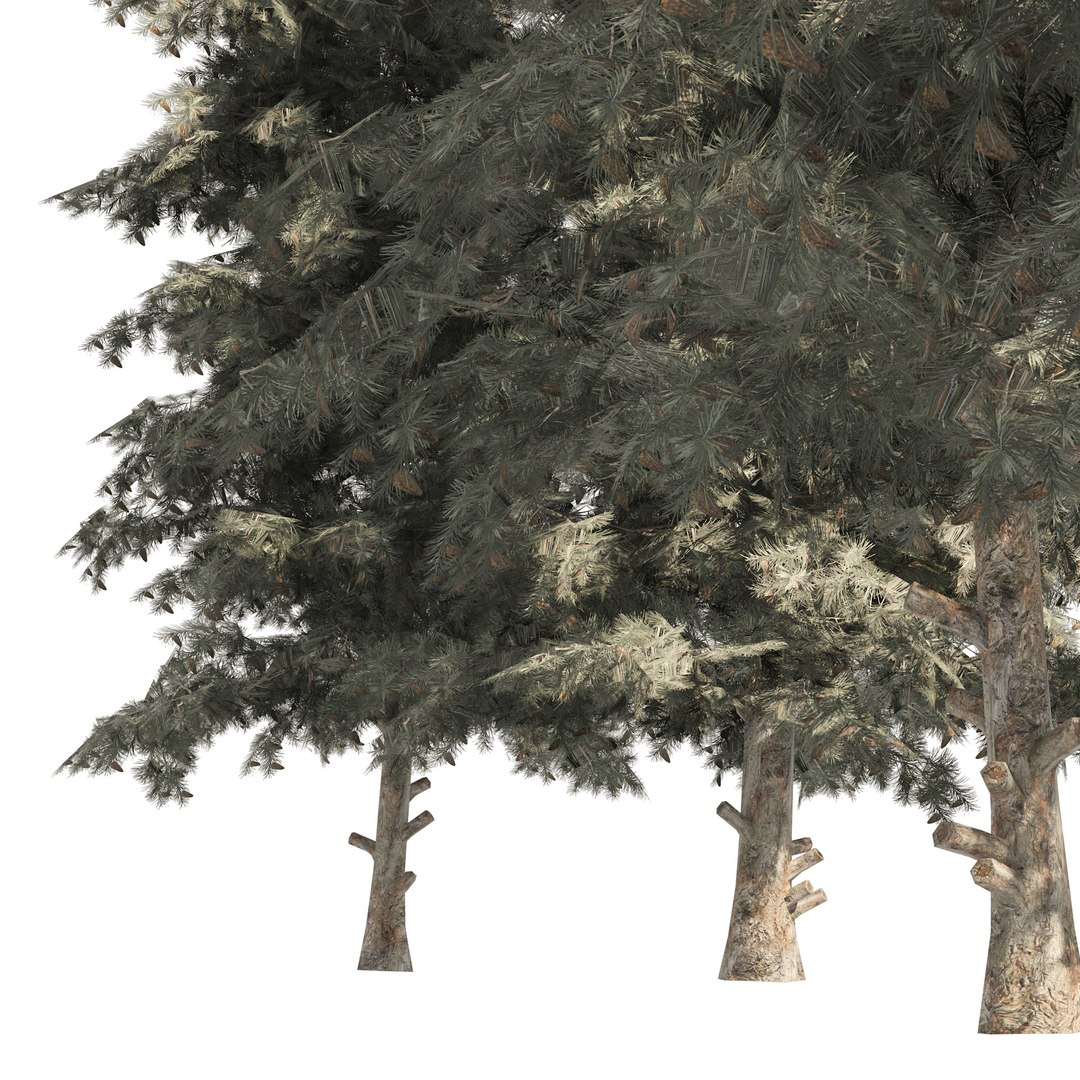 3D Blue Spruce Pine Trees - TurboSquid 1920538