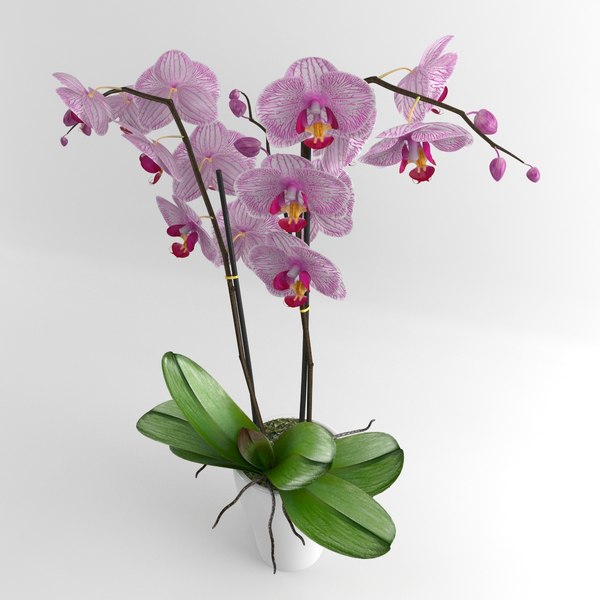 3d model orchid