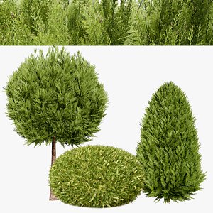 Ball and Conical Topiary Plants 3D model