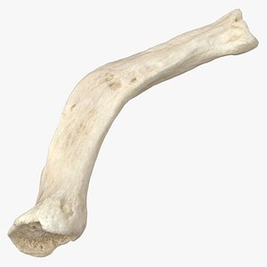 Domestic Dog Hyoid Apparatus Stylohyoid Bone 01