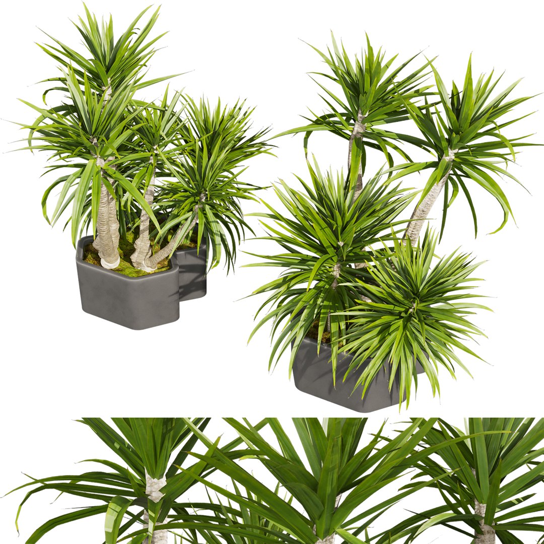 Plant Vol 778 - Palm - Dracena 3D Model - TurboSquid 2503767