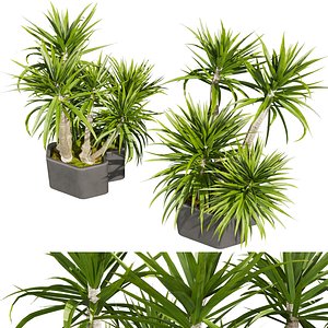 plant vol 778 - palm - dracena 3D model