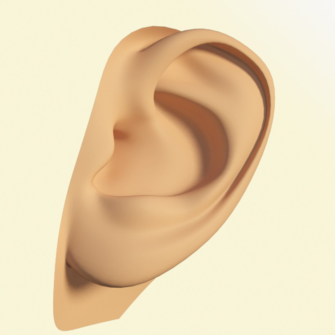 Free Ear Head Man 3d Model