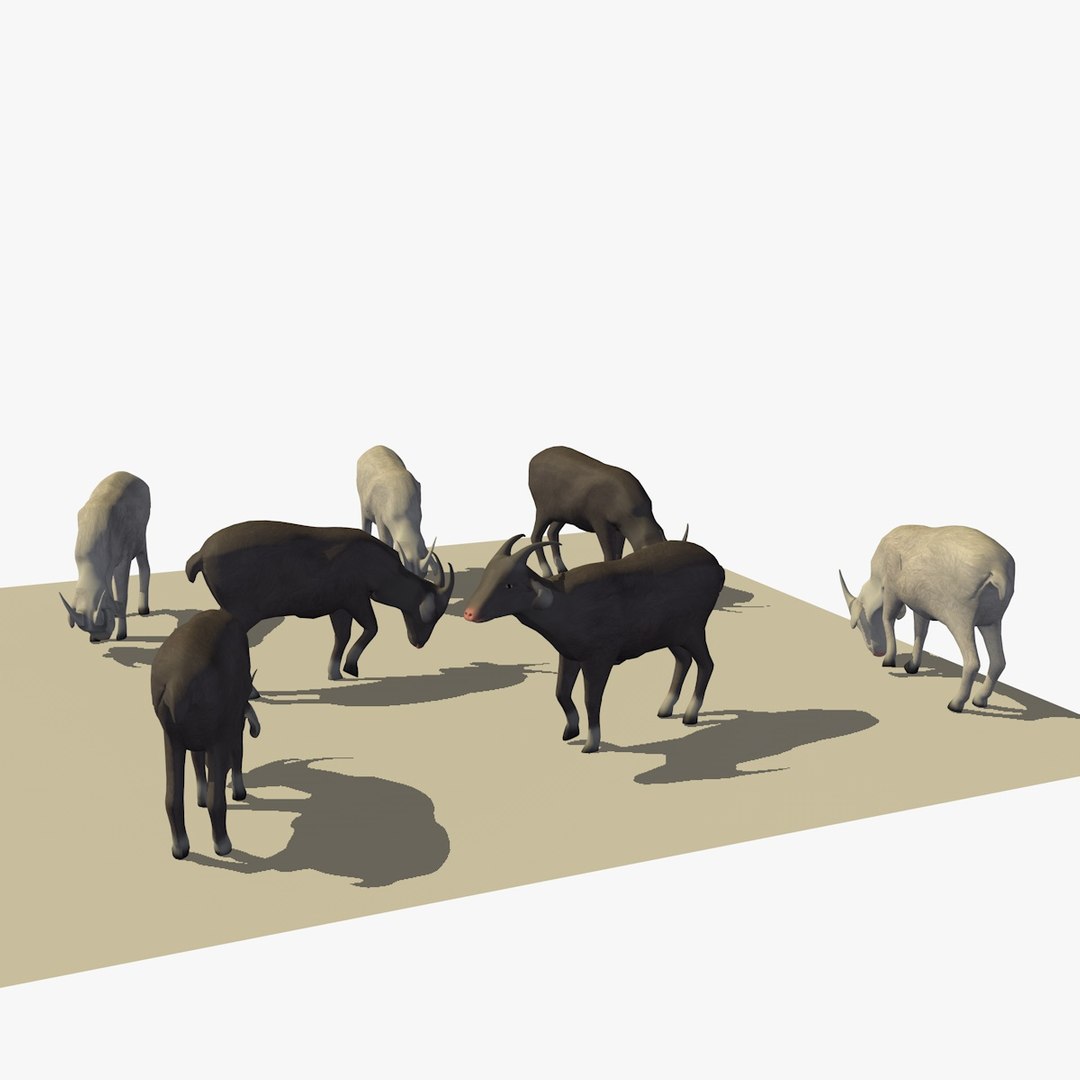 3D version 2 herd goats https://p.turbosquid.com/ts-thumb/2C/qr59UV/2391xRzL/07goatseatingver26/jpg/1494256874/1920x1080/fit_q87/6a1270c362b3485591ab073cf4f8486b8f0e3cd3/07goatseatingver26.jpg