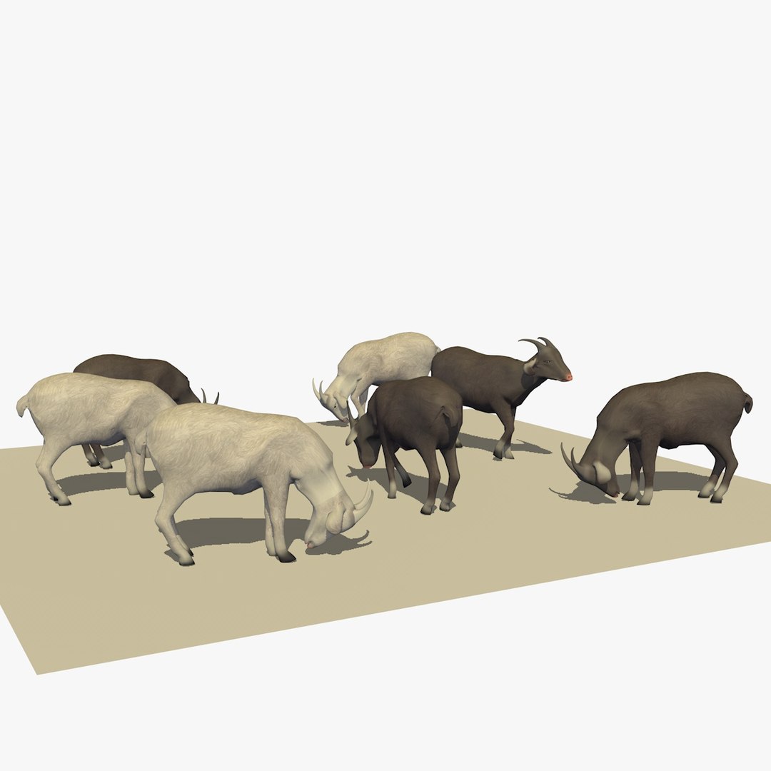 3D version 2 herd goats https://p.turbosquid.com/ts-thumb/2C/qr59UV/3gv0uggm/07goatseatingver24/jpg/1494256874/1920x1080/fit_q87/85bd57cd7eef8cff0cf7a03b43402a1c629467cd/07goatseatingver24.jpg