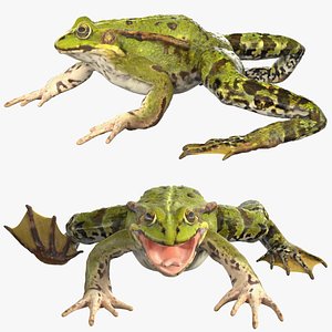 3D Frog Rigged for Cinema 4D