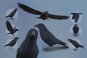 RealisticAnimatedRaven