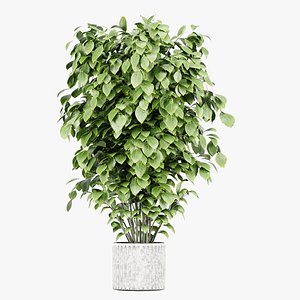 3D Ficus lyrata model