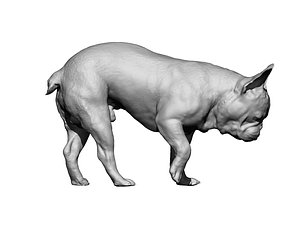 French Bulldog male 01 - dog