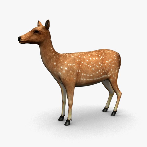 deer animation max