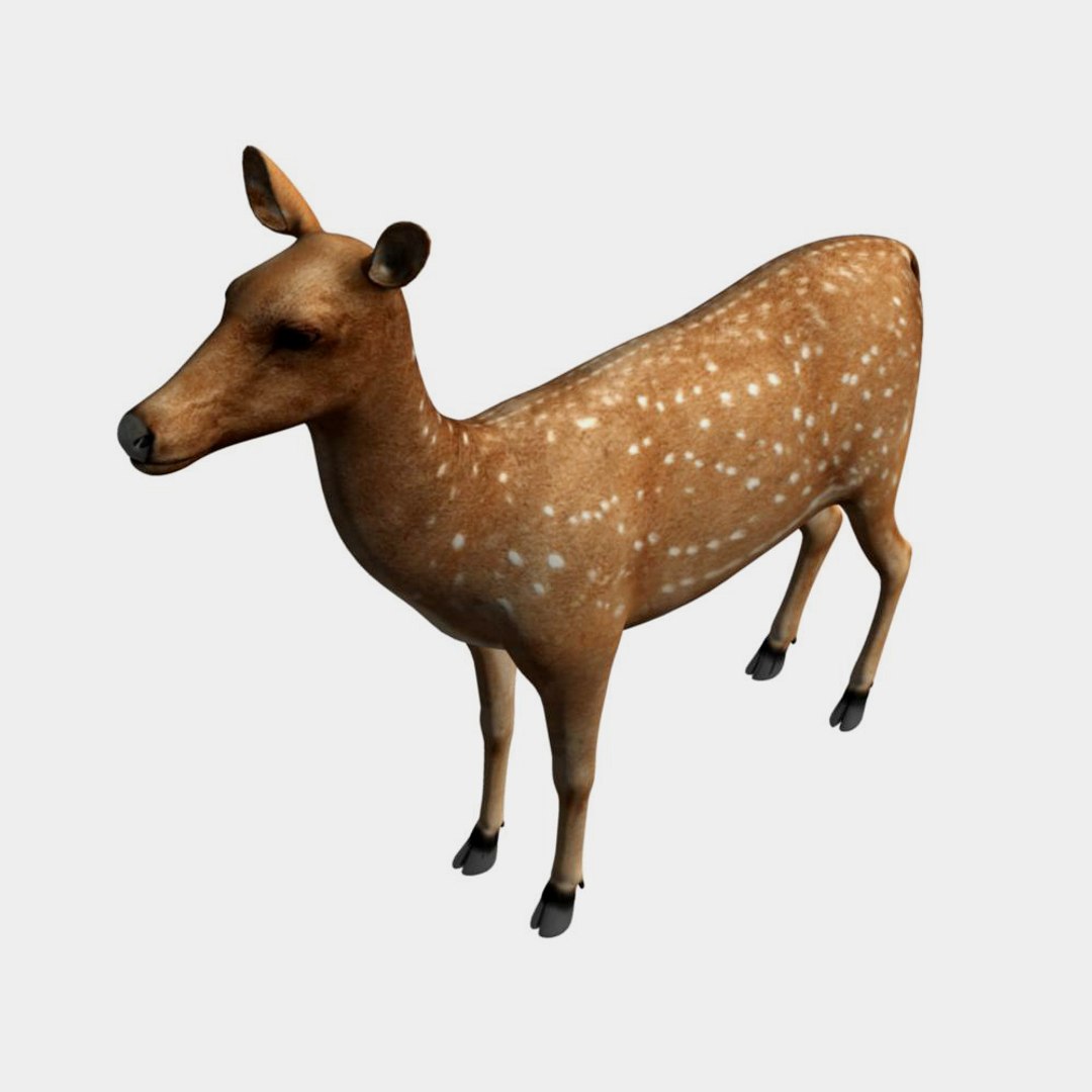 deer animation max https://p.turbosquid.com/ts-thumb/2D/mT0v0Q/7cmq1xN4/deer_6/jpg/1327093751/1920x1080/fit_q87/937cfd5f1403620129d7e906ee99ee5b09db333c/deer_6.jpg