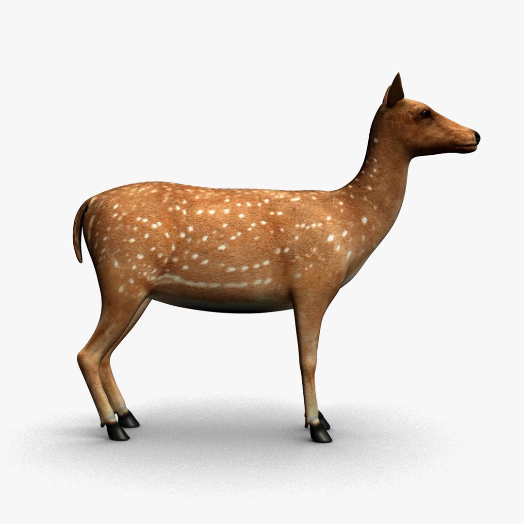 deer animation max