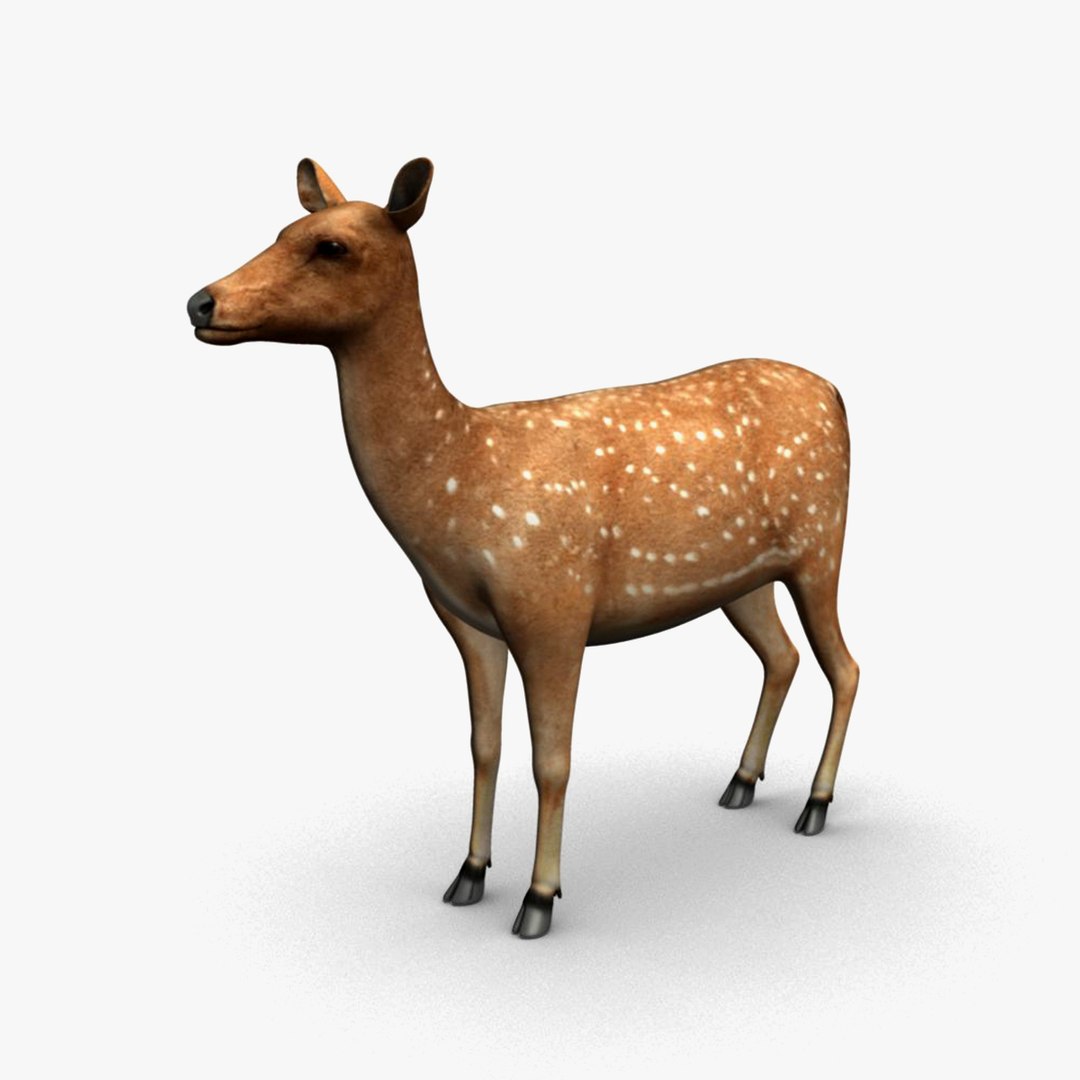 deer animation max https://p.turbosquid.com/ts-thumb/2D/mT0v0Q/cN43wRrW/deer_4/jpg/1327944541/1920x1080/fit_q87/baf535485f25ff8c72872d97de8d08438127409b/deer_4.jpg