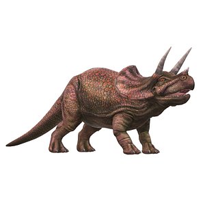 Triceratops 3D model