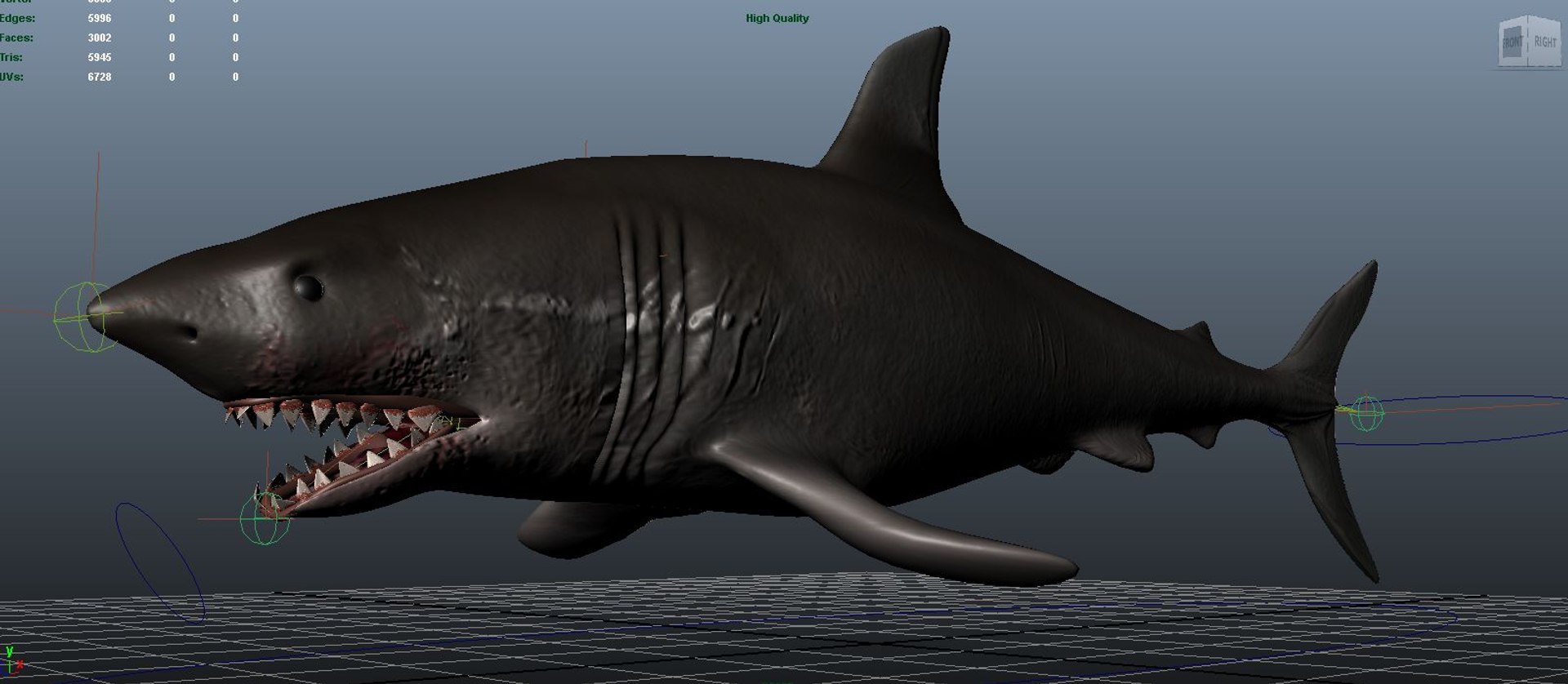rigged shark ma