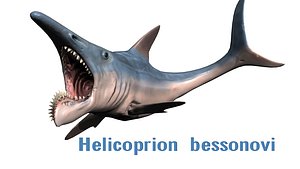 ancient shark helicoprion 3d obj