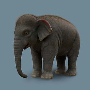 Asian Baby Elephant 3D model