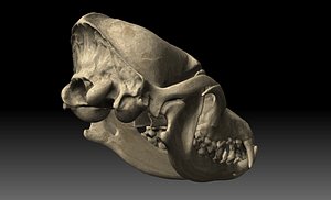 coyote canine skull c4d