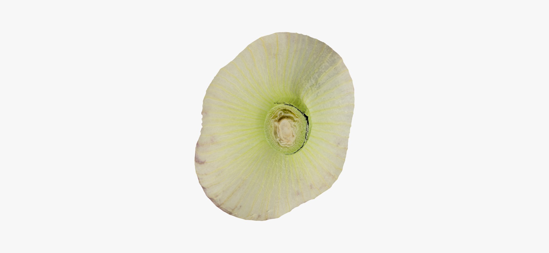 hardneck garlic 03 raw model https://p.turbosquid.com/ts-thumb/2E/7cLAaH/925GZ2yL/hardneckgarlic03thumbnail07/jpg/1606408250/1920x1080/fit_q87/38be5a8bfc54f7a74009f5daf105b71f540a5795/hardneckgarlic03thumbnail07.jpg