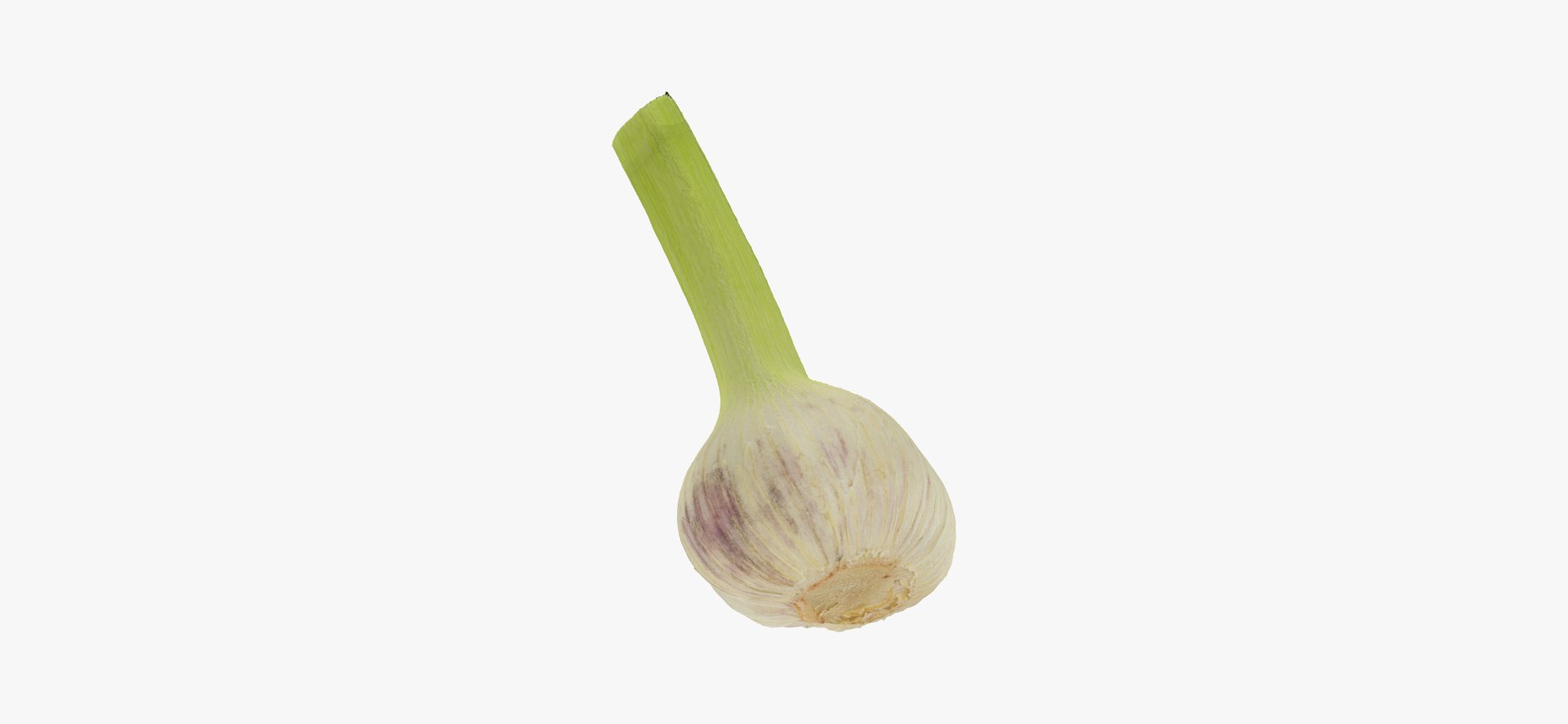 hardneck garlic 03 raw model https://p.turbosquid.com/ts-thumb/2E/7cLAaH/AISHOoAi/hardneckgarlic03thumbnail04/jpg/1606408249/1920x1080/fit_q87/bf343a5f96531ae791e98fc2f859581a25c46bfc/hardneckgarlic03thumbnail04.jpg