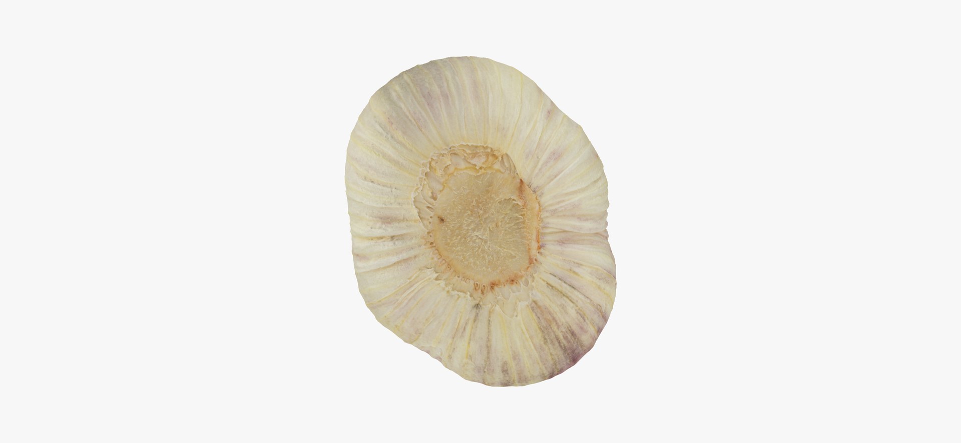 hardneck garlic 03 raw model https://p.turbosquid.com/ts-thumb/2E/7cLAaH/ilrKmsQy/hardneckgarlic03thumbnail09/jpg/1606408250/1920x1080/fit_q87/0bcfb0e0d8648742212e23036a352d7115e346d2/hardneckgarlic03thumbnail09.jpg