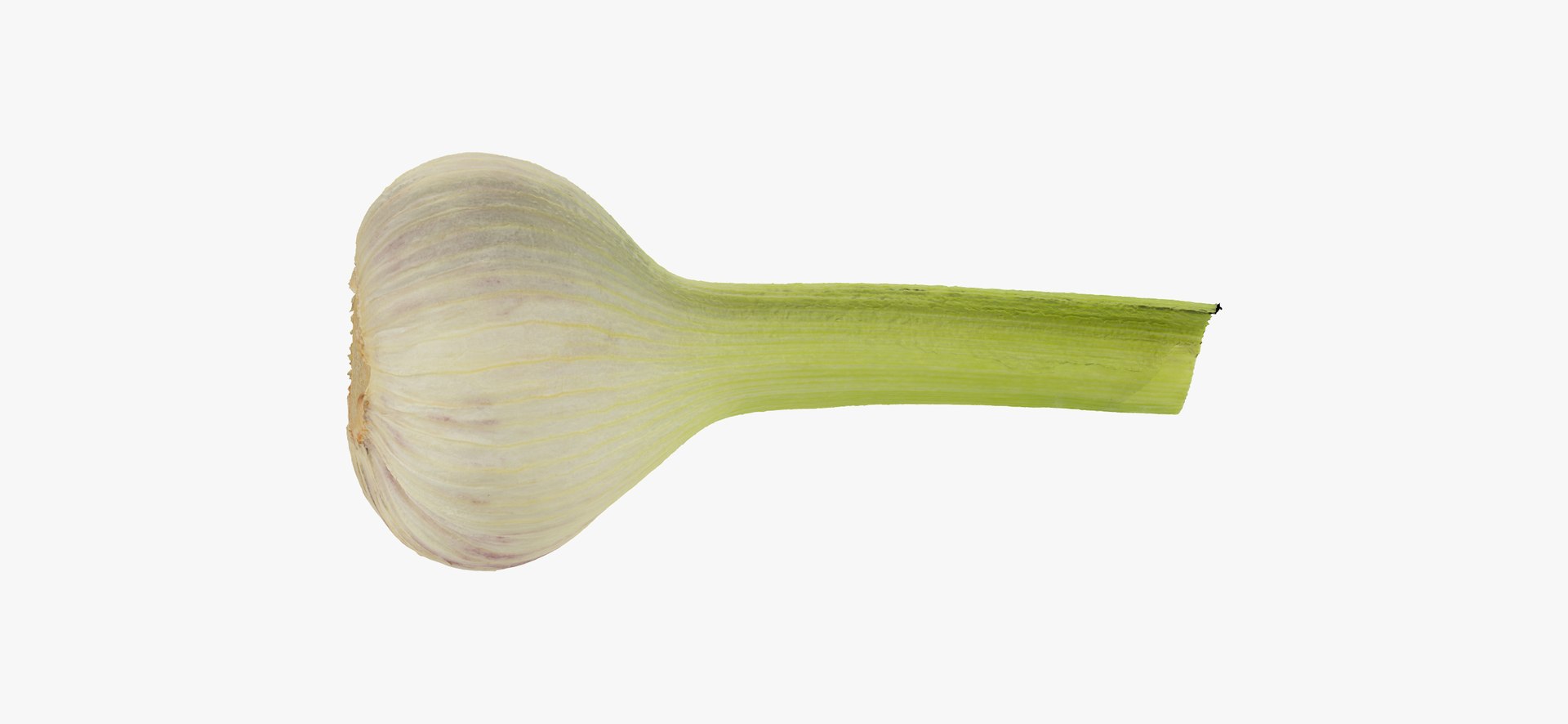 hardneck garlic 03 raw model https://p.turbosquid.com/ts-thumb/2E/7cLAaH/qOdTWm13/hardneckgarlic03thumbnail11/jpg/1606408250/1920x1080/fit_q87/f922f30d38a0edc04fcff1c681376ebf38514d07/hardneckgarlic03thumbnail11.jpg
