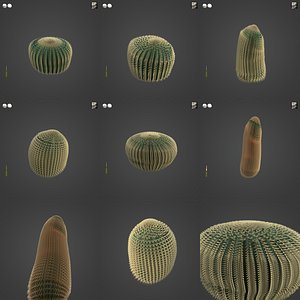2021 PBR Barrel Cactus Collection - Echinocactus Acanthodes
