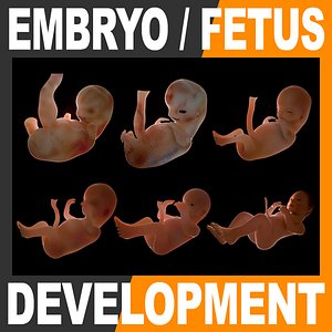 3d model fetus embryo development newborn baby