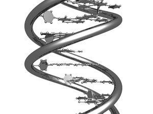 3d model dna chain