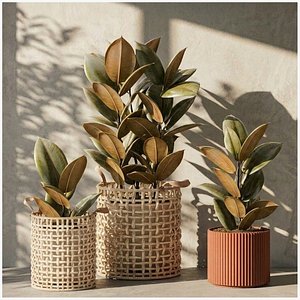 3D Small trees bushes baskets Ficus Robusta Elastica