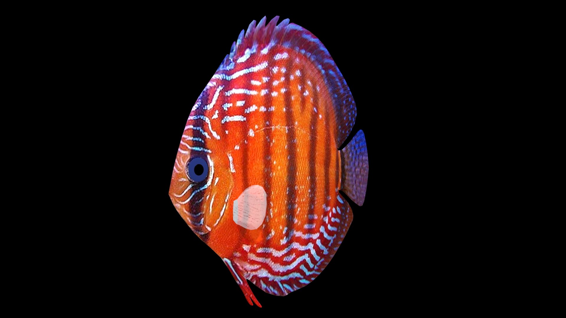 Ma Red Blue Discus Rigged Fish