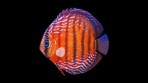 discus rigged