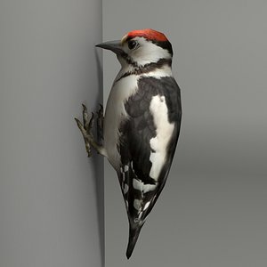 3d model woodpecker