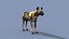 Pacote Animal Colossal HD - Animado1