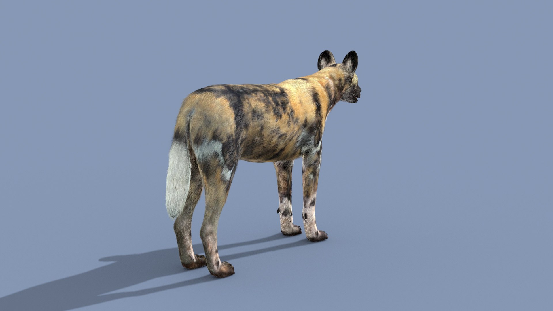 3D Colossal Animal Pack HD - Animated1 https://p.turbosquid.com/ts-thumb/2E/v8jgUP/62/20010/jpg/1708458127/1920x1080/fit_q87/7fa055938dda95f46f993e5406427a0ca79145a2/20010.jpg