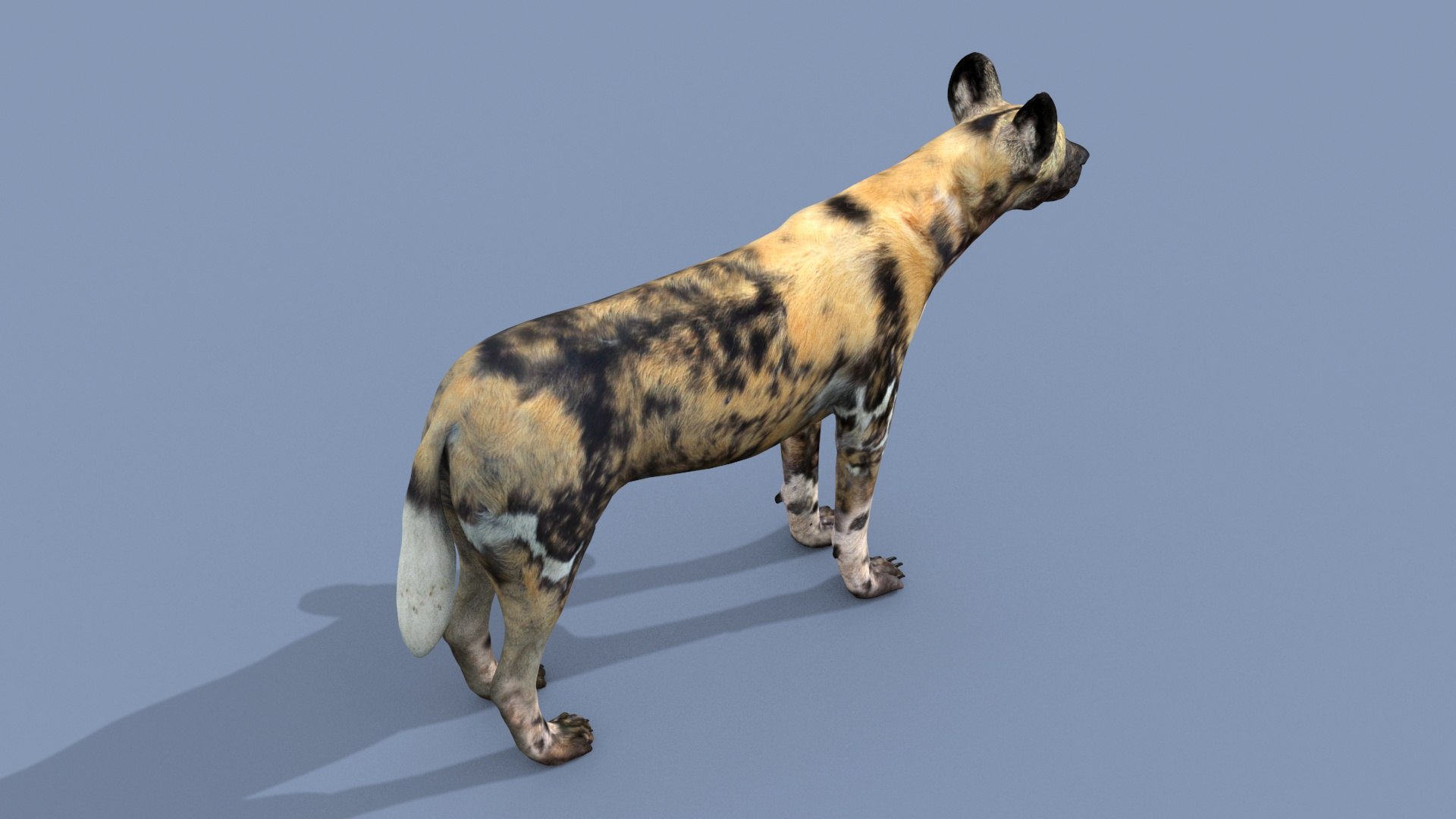 3D Colossal Animal Pack HD - Animated1 https://p.turbosquid.com/ts-thumb/2E/v8jgUP/Co/2003/jpg/1708458124/1920x1080/fit_q87/2342ef1c2252c5e289805834651e294d854fe1f6/2003.jpg