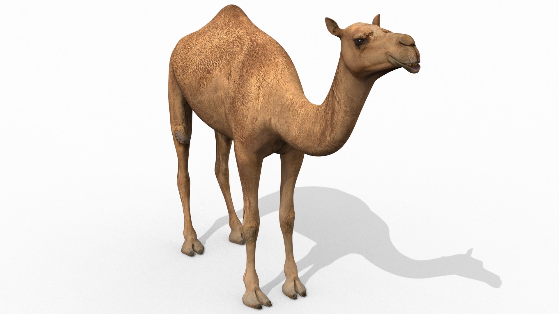 3D Colossal Animal Pack HD - Animated1 https://p.turbosquid.com/ts-thumb/2E/v8jgUP/JN/46/jpg/1662066355/1920x1080/fit_q87/41948afbcee5cffbc77b3c159e8bec69dce056cd/46.jpg