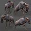 Pacote Animal Colossal HD - Animado1