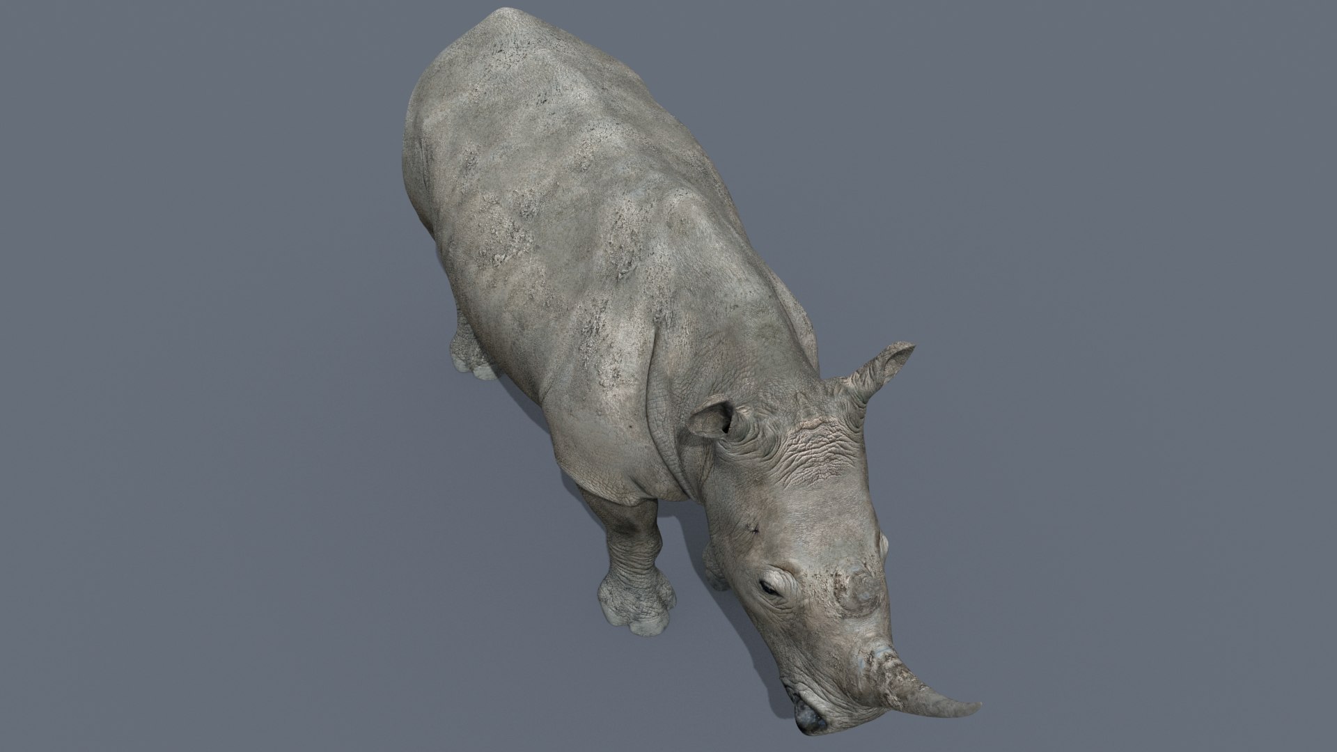 3D Colossal Animal Pack HD - Animated1 https://p.turbosquid.com/ts-thumb/2E/v8jgUP/LE/7/jpg/1662065775/1920x1080/fit_q87/2871a8e287badc389dd1c4e2215ca8d3f17dc160/7.jpg