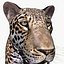 Pacote Animal Colossal HD - Animado1