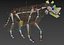 Pacote Animal Colossal HD - Animado1