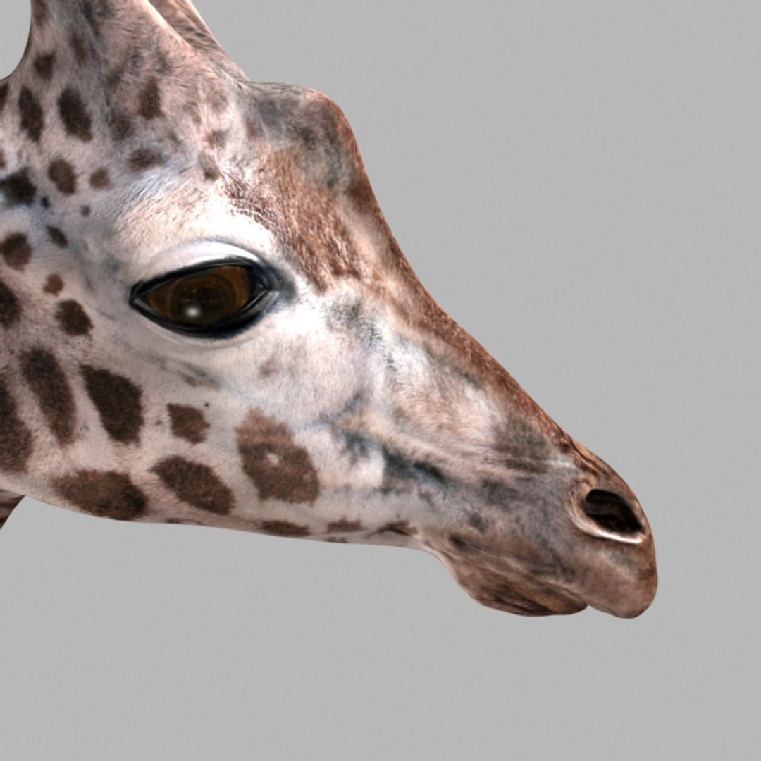 3D Colossal Animal Pack HD - Animated1 https://p.turbosquid.com/ts-thumb/2E/v8jgUP/W0/36/jpg/1662066134/1920x1080/fit_q87/39c0bb8dff4cb34b5bad2694397b387d38b1a976/36.jpg