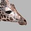 Pacote Animal Colossal HD - Animado1