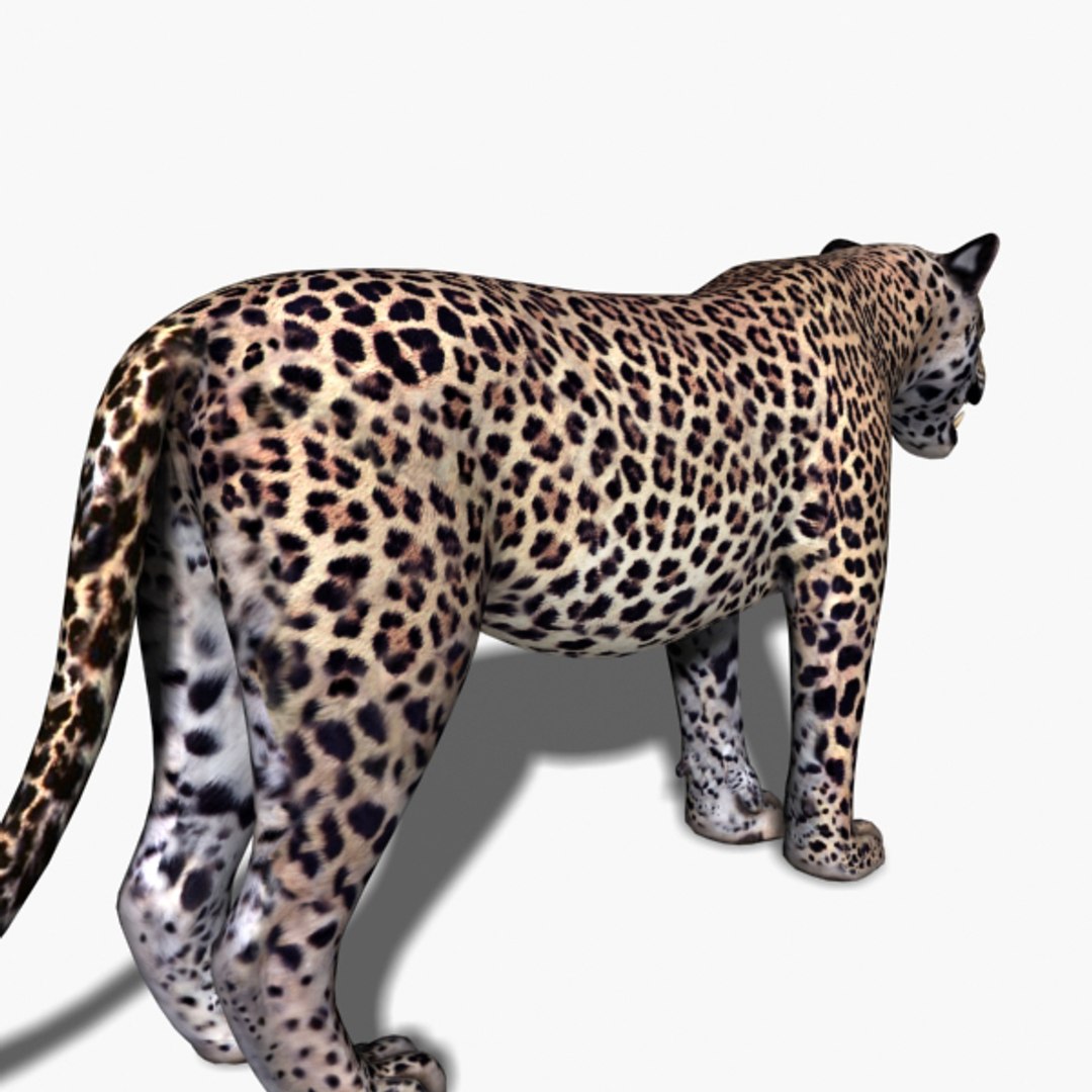3D Colossal Animal Pack HD - Animated1 https://p.turbosquid.com/ts-thumb/2E/v8jgUP/j6/62/jpg/1662068982/1920x1080/fit_q87/99c2ceb09b251e48837159f6174123c481d7f18e/62.jpg